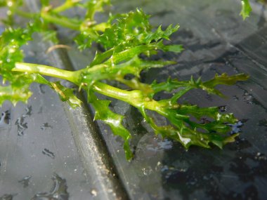 Najas marina is a species of aquatic plant known by the common names spiny water nymph, spiny naiad and holly-leaved naiad. It is an extremely widespread species, reported across Europe, Asia, Africa, Australia, the Americas and many oceanic islands clipart