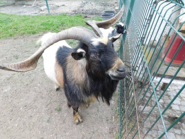 Keçi Capra hircus, kedigiller (Felidae) familyasından bir antilop türü. Güneybatı Asya ve Doğu Avrupa 'nın vahşi keçisi C. aegagrus tarafından evcilleştirilmiştir. Keçi bir Mem.