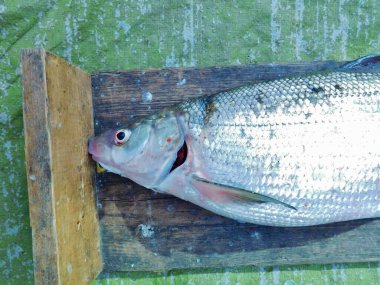 Coregonus Maraena Ölçüm tahtasındaki beyaz balığın büyük bir örneği