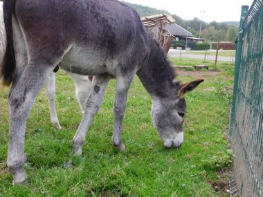 Küçük çiftlikte eşek.