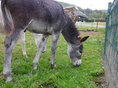 Küçük çiftlikte eşek.