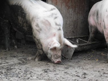 Suidae familyasından, ahırda yaşayan Sus isimli bir domuz. Domuzlar arasında evcil domuzlar (Sus domesticus) ve ataları Avrasya yaban domuzu (Sus scrofa) yer alıyor.)