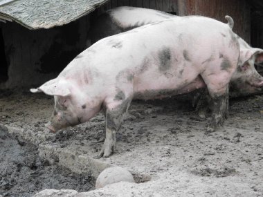 pig in a barn  genus Sus, within the even-toed ungulate family Suidae. Pigs include domestic pigs (Sus domesticus) and their ancestor, the common Eurasian wild boar (Sus scrofa) clipart