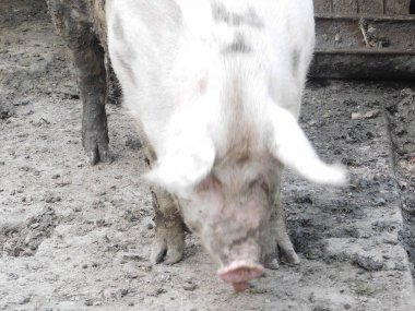 Suidae familyasından, ahırda yaşayan Sus isimli bir domuz. Domuzlar arasında evcil domuzlar (Sus domesticus) ve ataları Avrasya yaban domuzu (Sus scrofa) yer alıyor.)