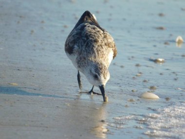 Sanderling (Calidris alba), dünyanın dört bir yanında kumlu kıyı şeritlerine yayılmış küçük, soluk bir kıyı kuşudur. Beslenmek için dalgaları takip ederken, sörf hattı boyunca saat gibi işleyen yoğun yapısı tarafından kolayca tanınır. Üremeyen tüylerle,