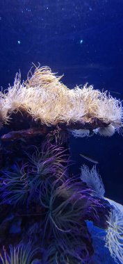 Deniz şakayıkları, deniz şakayıkları, aktiniaryanın yırtıcı hayvanlarıdır. Deniz şakayıkları, zamanlarının çoğunu deniz tabanındaki ya da mercan resiflerindeki kayalara bağlı olarak geçiren poliplerdir.. 