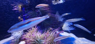 Deniz şakayıkları, deniz şakayıkları, aktiniaryanın yırtıcı hayvanlarıdır. Deniz şakayıkları, zamanlarının çoğunu deniz tabanındaki ya da mercan resiflerindeki kayalara bağlı olarak geçiren poliplerdir.. 