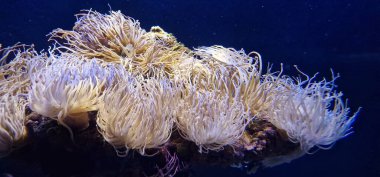 Deniz şakayıkları, deniz şakayıkları, aktiniaryanın yırtıcı hayvanlarıdır. Deniz şakayıkları, zamanlarının çoğunu deniz tabanındaki ya da mercan resiflerindeki kayalara bağlı olarak geçiren poliplerdir.. 