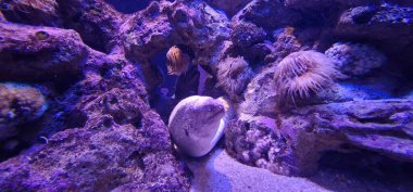 Müren balığı, tropikal ve ılıman deniz resiflerinde bulunan uzun, yılan gibi yırtıcı bir hayvandır. Keskin dişleri ve gizli davranışlarıyla tanınan bu kuş, sık sık kayalık yarıklarda saklanır ve hızla geçen avlara saldırır..