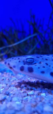 Scyliorhinus stellaris, Norveç 'ten Fas' a kadar Kuzey Atlantik 'in doğu kesiminde, Akdeniz de dahil olmak üzere, yaygın olarak görülen bir köpekbalığı türüdür. Scyliorhinidae familyasının bir üyesidir.