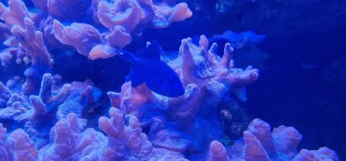 Küçük mavi tetik balığı (