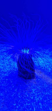 Ceriantharia, uzun dokunaçları ve yumuşak vücutlarıyla bilinen deniz cnidaria 'larıdır. Kumlu ya da çamurlu deniz tabanlarında esnek, tüpe benzer yapılarda yaşarlar ve genellikle su kolundan beslenmek için dokunaçlarını uzatırlar.