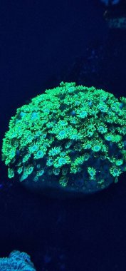 goniopora UV ışığı altında resif tankında