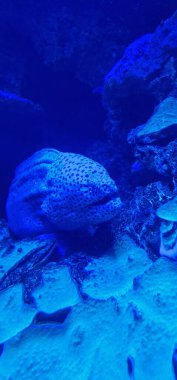  Akdeniz moray (Muraena helena), yılanbalığı familyasından bir balık türü. Yılanbalığı gibi uzun bir vücudu vardır ve doğu Atlantik 'te bulunur.