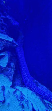  Akdeniz moray (Muraena helena), yılanbalığı familyasından bir balık türü. Yılanbalığı gibi uzun bir vücudu vardır ve doğu Atlantik 'te bulunur.