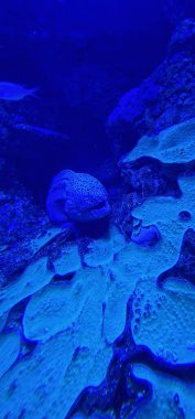  Akdeniz moray (Muraena helena), yılanbalığı familyasından bir balık türü. Yılanbalığı gibi uzun bir vücudu vardır ve doğu Atlantik 'te bulunur.