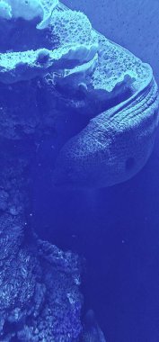  Akdeniz moray (Muraena helena), yılanbalığı familyasından bir balık türü. Yılanbalığı gibi uzun bir vücudu vardır ve doğu Atlantik 'te bulunur.