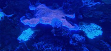 Mercan, pachyseris, platygira, Ceriantharia, Noel ağacı solucanı içeren bir deniz tankına gece görüşü polichaete solucanıdır.