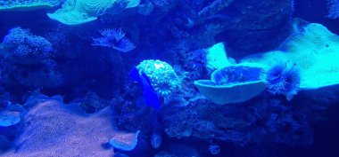 Mercan, pachyseris, platygira, Ceriantharia, Noel ağacı solucanı içeren bir deniz tankına gece görüşü polichaete solucanıdır.