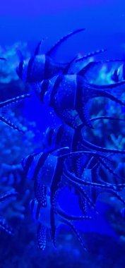 Pterapogon kauderni, Banggai kardinali olarak da bilinen, Endonezya 'nın Banggai Adaları' nda yaşayan, çarpıcı, gümüş ve siyah çizgili bir deniz türüdür. Tuzlu su akvaryumlarındaki eşsiz damak zevki ve popülerliğiyle bilinir., 