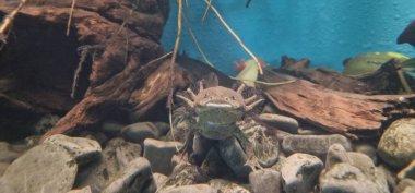 axolotl (Ambystoma mexicanum) tüylü dış solungaçları ve yenilenme yetenekleri ile tanınan neotenik amfibi türüdür. Meksika göllerine özgü eşsiz ve büyüleyici bir su canlısıdır..