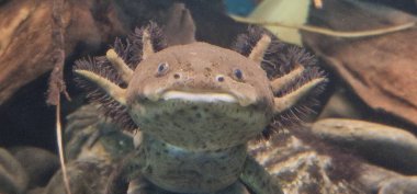 axolotl (Ambystoma mexicanum) tüylü dış solungaçları ve yenilenme yetenekleri ile tanınan neotenik amfibi türüdür. Meksika göllerine özgü eşsiz ve büyüleyici bir su canlısıdır..
