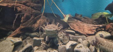 axolotl (Ambystoma mexicanum) tüylü dış solungaçları ve yenilenme yetenekleri ile tanınan neotenik amfibi türüdür. Meksika göllerine özgü eşsiz ve büyüleyici bir su canlısıdır..