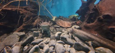 axolotl (Ambystoma mexicanum) tüylü dış solungaçları ve yenilenme yetenekleri ile tanınan neotenik amfibi türüdür. Meksika göllerine özgü eşsiz ve büyüleyici bir su canlısıdır..