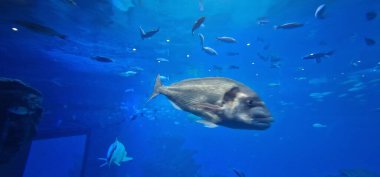 Deniz balığı, köpekbalığı, ışın, tuzlu su tankında barakut