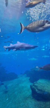 Carcharias taurus sand tiger shark, gray nurse shark, spotted ragged-tooth shark or blue-nurse sand tiger, is a species of shark that inhabits subtropical and temperate waters worldwide. It inhabits clipart