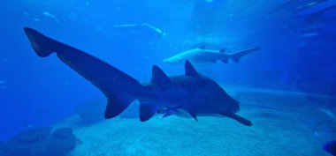 Carcharias boğa köpekbalığı (