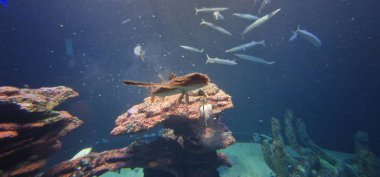 Gurnard is a type of fish, specifically a lean, firm, white-fleshed fish with a prehistoric appearance, according to BBC Good Food and Northumberland Seafood. They belong to the family Triglidae, also known as sea robins. Gurnards are found 