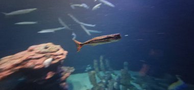Gurnard is a type of fish, specifically a lean, firm, white-fleshed fish with a prehistoric appearance, according to BBC Good Food and Northumberland Seafood. They belong to the family Triglidae, also known as sea robins. Gurnards are found 