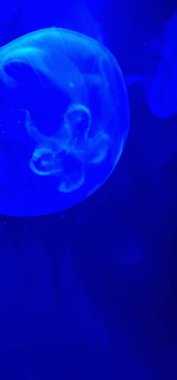 Ay denizanası (Aurelia aurita) genellikle akvaryumlarda bulunan yarı saydam, hafif titreşimli bir denizanasıdır. Hassas, çan şeklinde bedeni ve dört farklı yumurtalığı suda sürüklenirken büyüleyici bir görüntü yaratır.