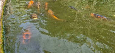 Küçük gölde renkli koi sazan balığı