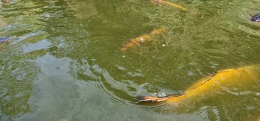 Küçük gölde renkli koi sazan balığı