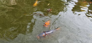 Küçük gölde renkli koi sazan balığı