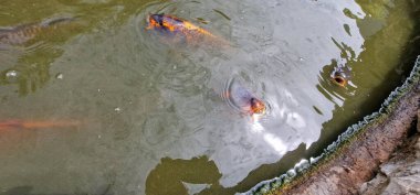 Küçük gölde renkli koi sazan balığı