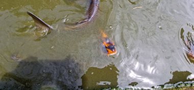 Küçük gölde renkli koi sazan balığı