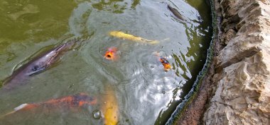 Küçük gölde renkli koi sazan balığı