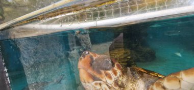 Loggerhead deniz kaplumbağası (Caretta caretta) güçlü çeneleri ve güçlü yüzme yetenekleri ile tanınan büyük bir deniz kaplumbağasıdır. Ilıman ve tropikal okyanuslarda yaşam alanı kaybı ve balıkçılık uygulamaları gibi tehditlerden kaynaklanan bir koruma sorunudur..