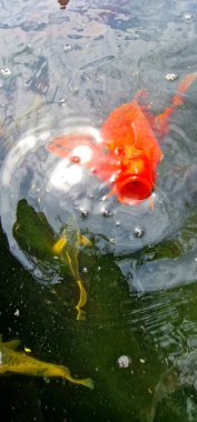 Küçük gölde renkli koi sazan balığı