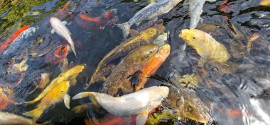 Küçük gölde renkli koi sazan balığı