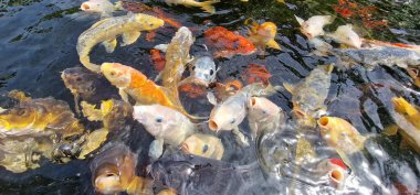 Küçük gölde renkli koi sazan balığı