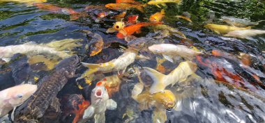 Küçük gölde renkli koi sazan balığı