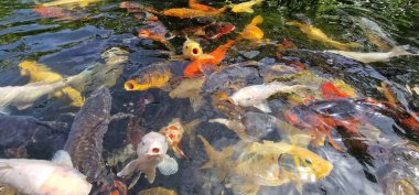 Küçük gölde renkli koi sazan balığı