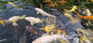 Küçük gölde renkli koi sazan balığı