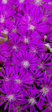 Delosperma, canlı, papatya benzeri çiçekleriyle bilinen sulu bir bitki cinsidir. Genellikle peyzajda kullanılıyor, kuru ve güneşli ortamlarda gelişiyorlar ve parlak renkleri ve düşük bakımlarıyla popülerler..