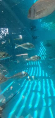  Akvaryumdaki çeşitli balıklar renkli ve canlı bir su altı görüntüsü oluşturur. Bu su türleri kontrollü bir ortamda gelişerek, izleyiciler için estetik olarak tatmin edici ve sakinleştirici bir etki sunuyor.
