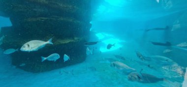  Akvaryumdaki çeşitli balıklar renkli ve canlı bir su altı görüntüsü oluşturur. Bu su türleri kontrollü bir ortamda gelişerek, izleyiciler için estetik olarak tatmin edici ve sakinleştirici bir etki sunuyor.